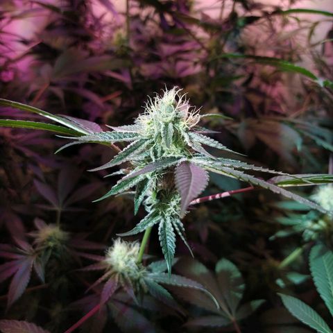 Wedding Cake 🍰 growlog timeline photo