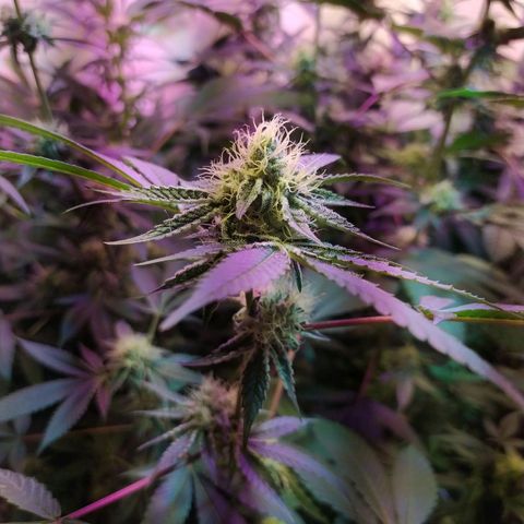 Wedding Cake 🍰 growlog timeline photo