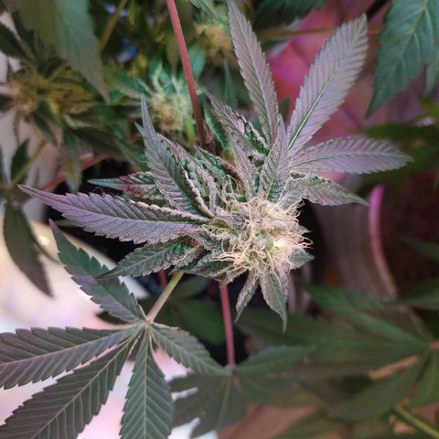 Wedding Cake 🍰 growlog timeline photo