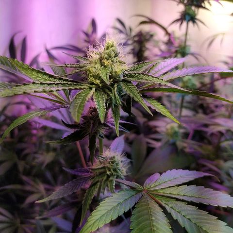 Wedding Cake 🍰 growlog timeline photo