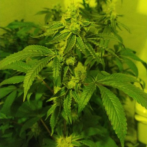 Wedding Cake 🍰 growlog timeline photo