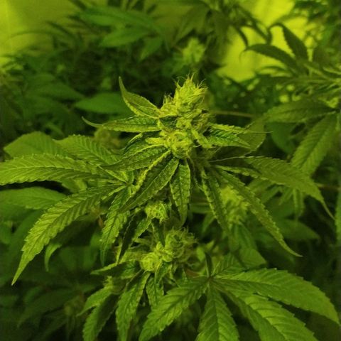 Wedding Cake 🍰 growlog timeline photo