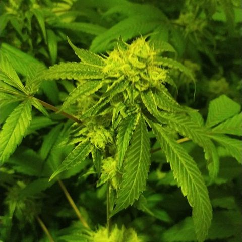 Wedding Cake 🍰 growlog timeline photo
