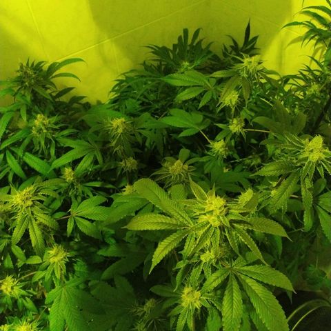 Wedding Cake 🍰 growlog timeline photo