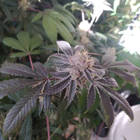 Wedding Cake 🍰 growlog timeline photo