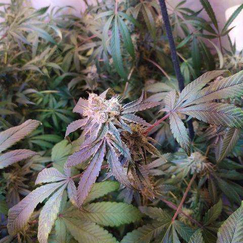 Wedding Cake 🍰 growlog timeline photo