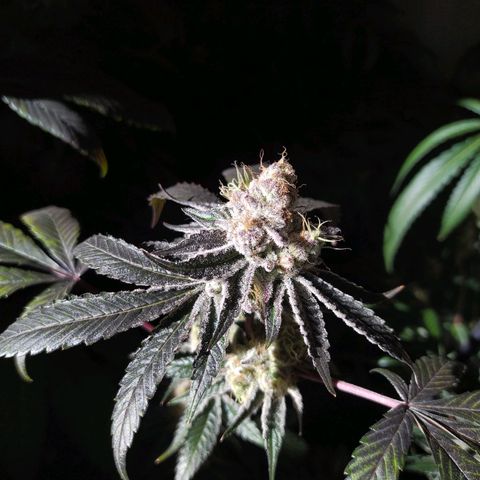 Wedding Cake 🍰 growlog timeline photo