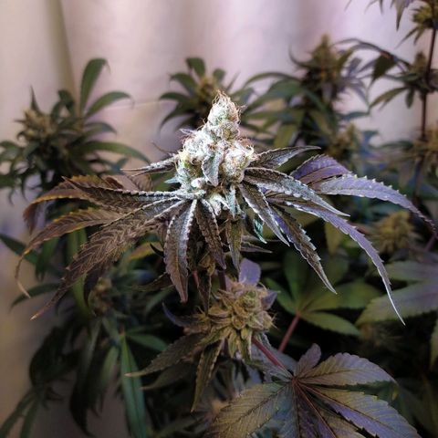 Wedding Cake 🍰 growlog timeline photo
