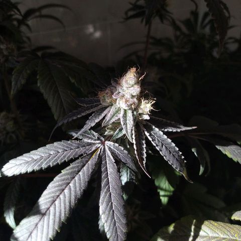 Wedding Cake 🍰 growlog timeline photo