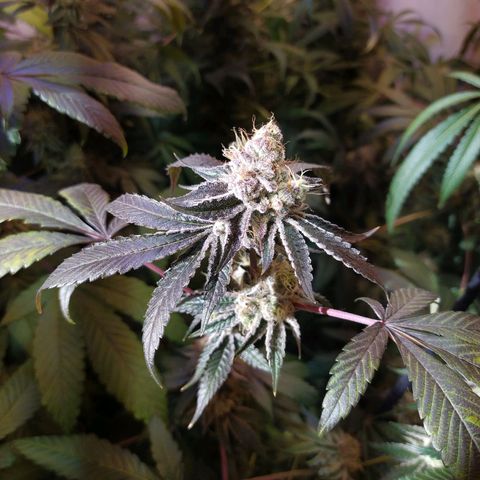 Wedding Cake 🍰 growlog timeline photo