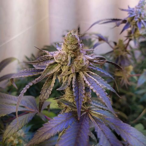 Wedding Cake 🍰 growlog timeline photo