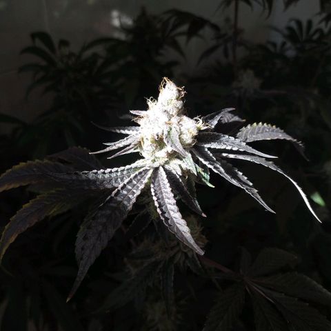 Wedding Cake 🍰 growlog timeline photo
