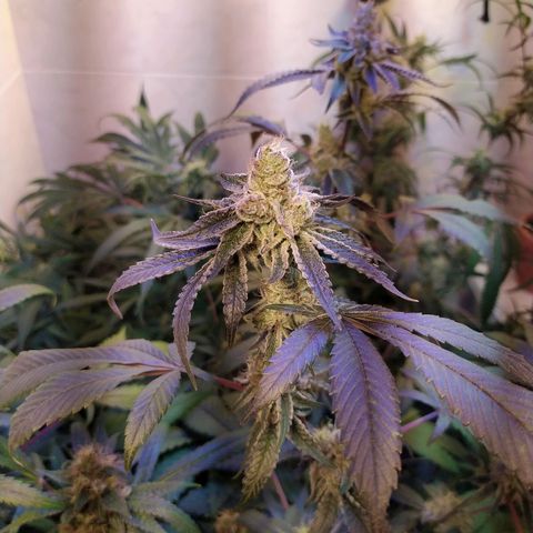 Wedding Cake 🍰 growlog timeline photo
