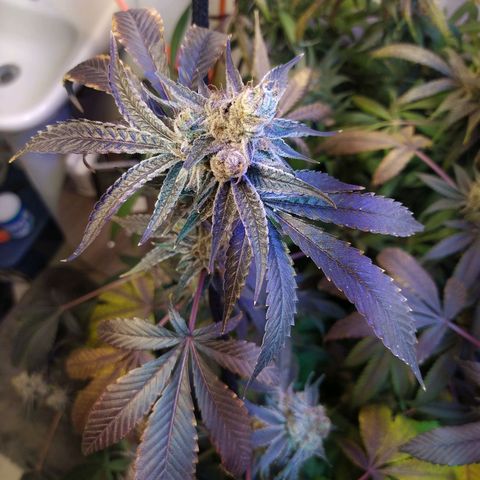 Wedding Cake 🍰 growlog photo: Lavado de raíz (Flush) 