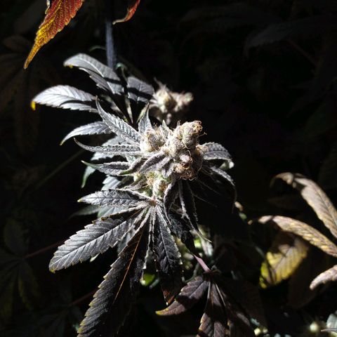 Wedding Cake 🍰 growlog photo: Lavado de raíz (Flush) 