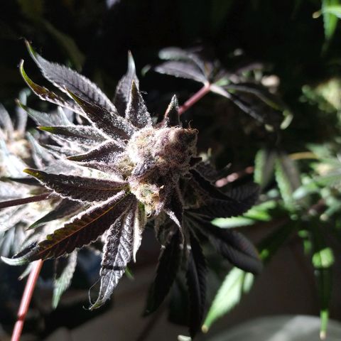 Wedding Cake 🍰 growlog photo: Lavado de raíz (Flush) 