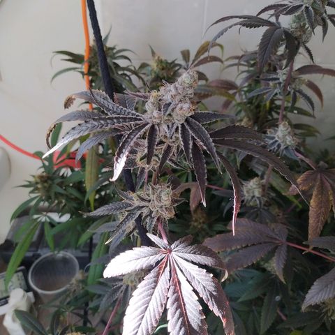Wedding Cake 🍰 growlog photo: Lavado de raíz (Flush) 