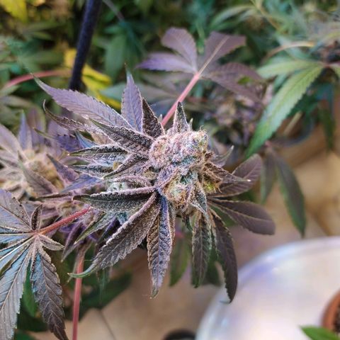 Wedding Cake 🍰 growlog photo: Lavado de raíz (Flush) 