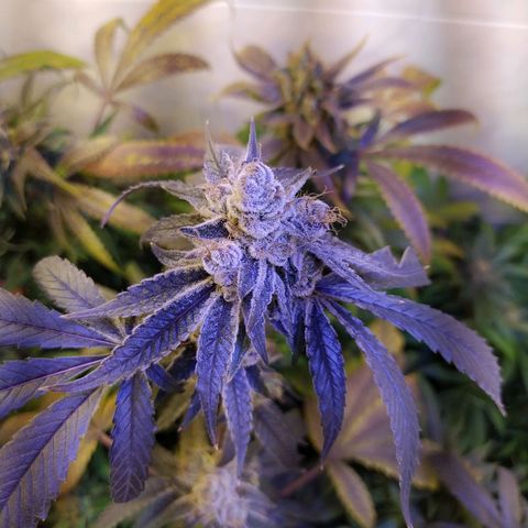 Wedding Cake 🍰 growlog photo: Lavado de raíz (Flush) 