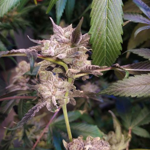 Wedding Cake 🍰 growlog photo: Lavado de raíz (Flush) 