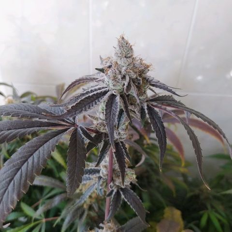 Wedding Cake 🍰 growlog photo: Lavado de raíz (Flush) 