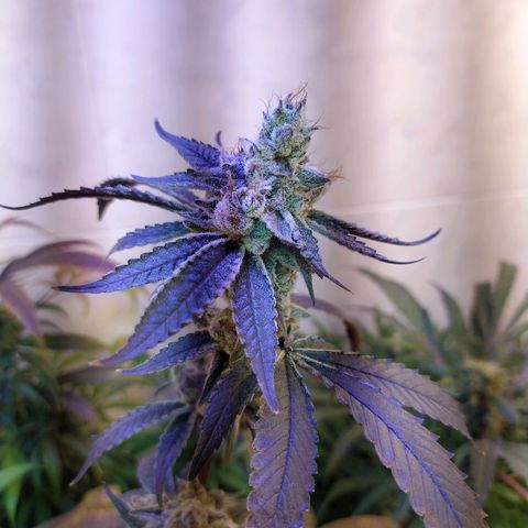 Wedding Cake 🍰 growlog photo: Lavado de raíz (Flush) 