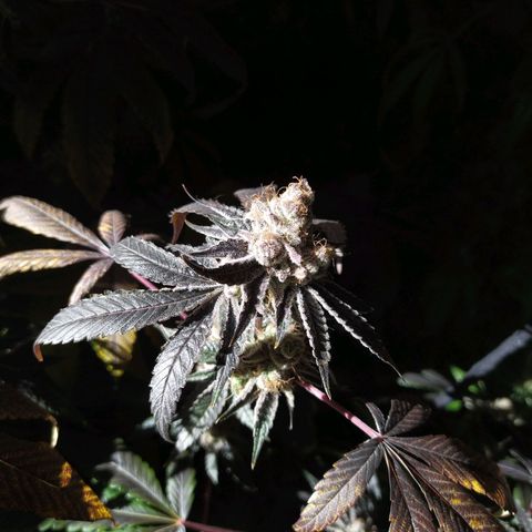 Wedding Cake 🍰 growlog photo: Lavado de raíz (Flush) 