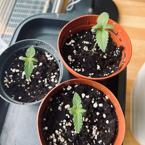 HulkBerry Automatic growlog photo