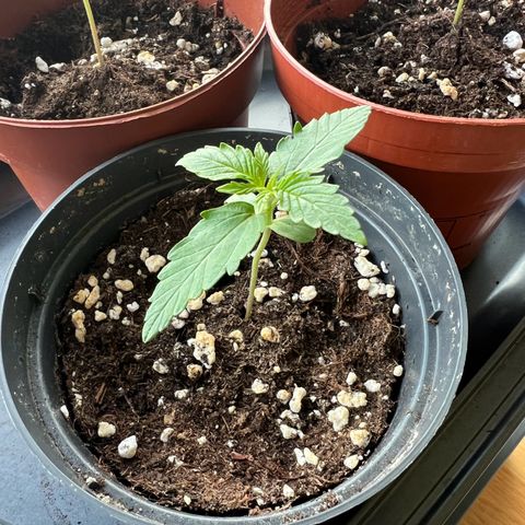 HulkBerry Automatic growlog photo