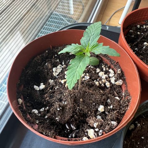 Purple Queen Automatic growlog timeline photo