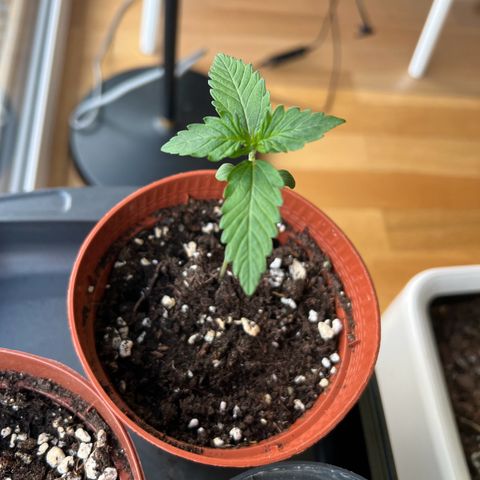 Sherbet Queen growlog timeline photo