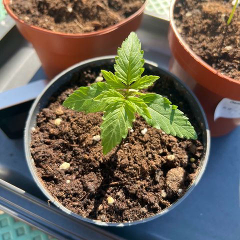 HulkBerry Automatic growlog photo