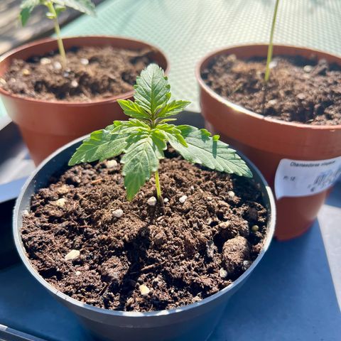 HulkBerry Automatic growlog photo