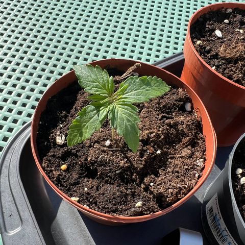 Sherbet Queen growlog timeline photo