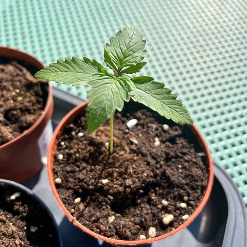 Purple Queen Automatic growlog timeline photo
