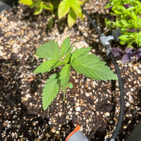 Sherbet Queen growlog timeline photo