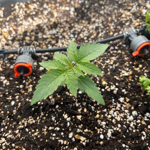 HulkBerry Automatic growlog timeline photo