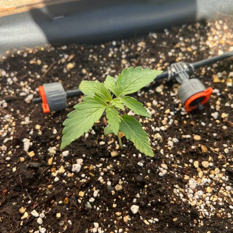 Purple Queen Automatic growlog timeline photo