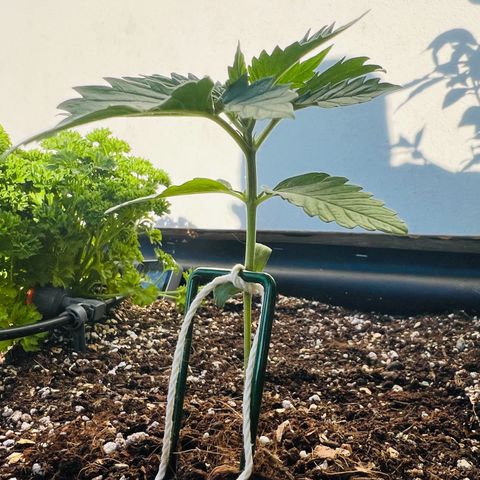 Sherbet Queen growlog timeline photo