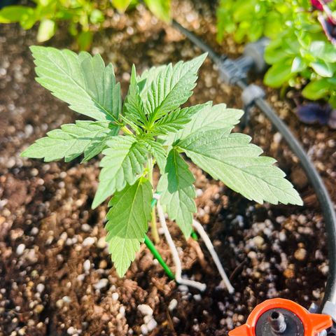 Sherbet Queen growlog timeline photo