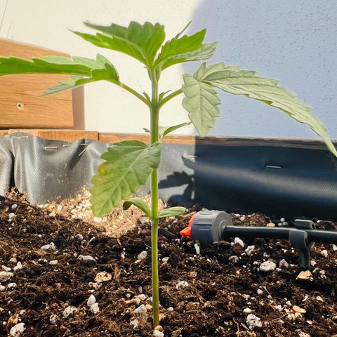 Purple Queen Automatic growlog timeline photo