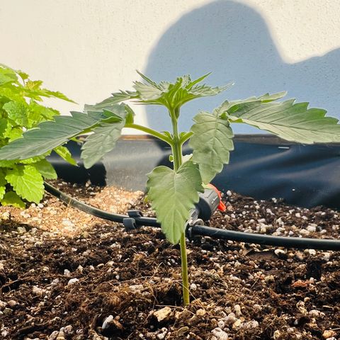 HulkBerry Automatic growlog timeline photo