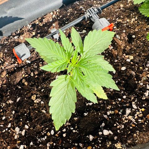 Purple Queen Automatic growlog timeline photo