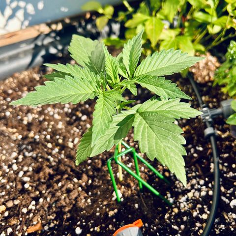Sherbet Queen growlog photo: Stopped growing for 3 days after repotting! Fully recovered now and growing at full speed now! New branches about to come out all over the main stem