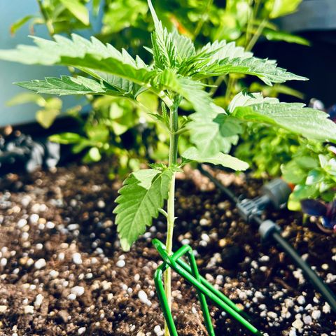 Sherbet Queen growlog photo: Stopped growing for 3 days after repotting! Fully recovered now and growing at full speed now! New branches about to come out all over the main stem