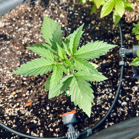 Sherbet Queen growlog timeline photo