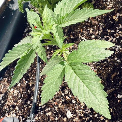 HulkBerry Automatic growlog timeline photo