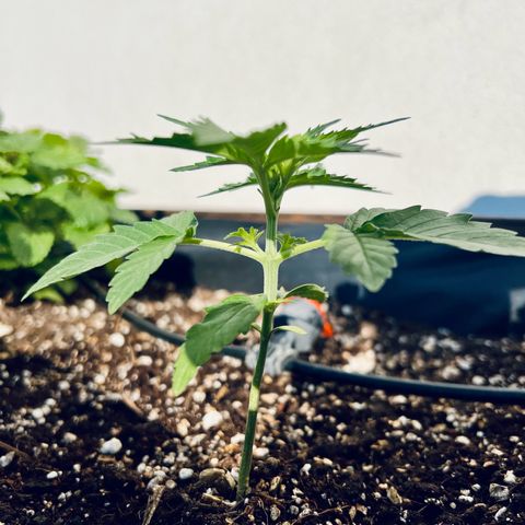HulkBerry Automatic growlog timeline photo