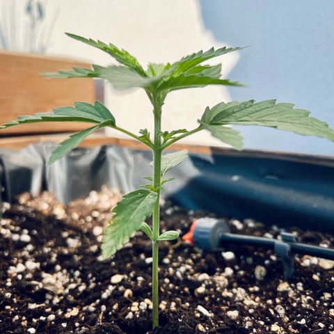 Purple Queen Automatic growlog timeline photo