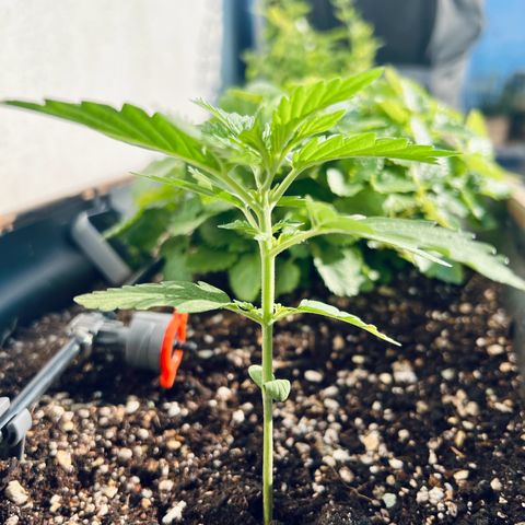 Purple Queen Automatic growlog timeline photo